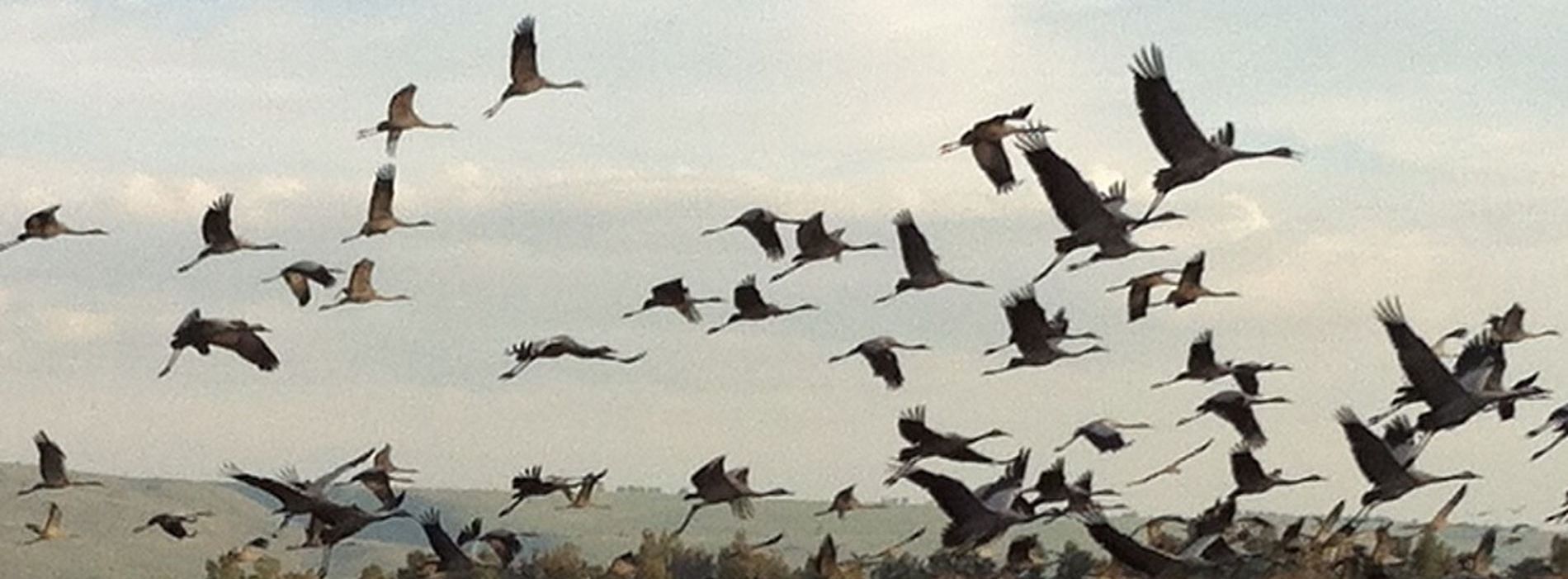A flock of cranes in northern Israel (image: Noam Miller)