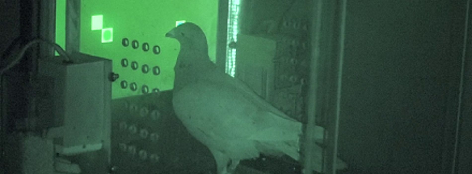 A pigeon in an operant box (infrared image: Noam Miller)